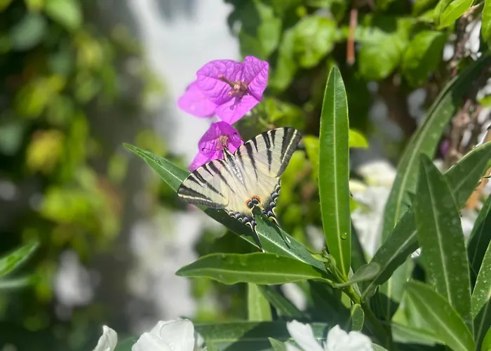 Trulli Pace 1879 빌라