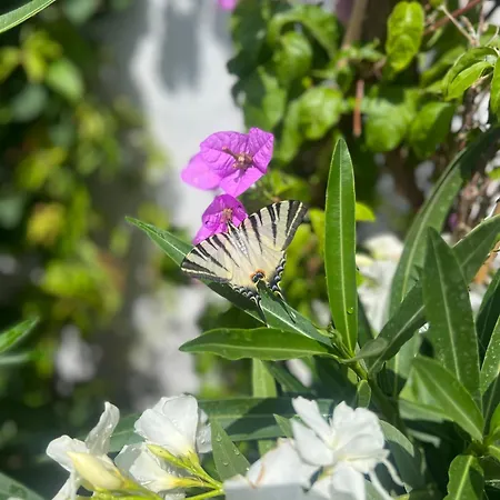 Trulli Pace 1879 Villa